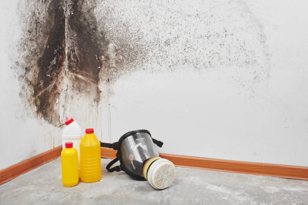 Best Mold Remediation  in Johnsburg, IL
