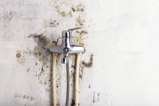 Best Same-Day Mold Removal  in Johnsburg, IL