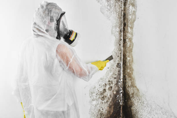 Best Professional Mold Removal  in Johnsburg, IL