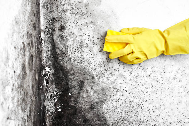 Best Mold Testing  in Johnsburg, IL