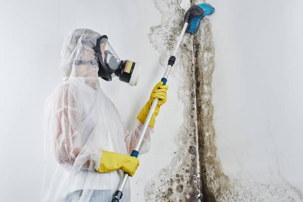 Best Mold Testing  in Johnsburg, IL
