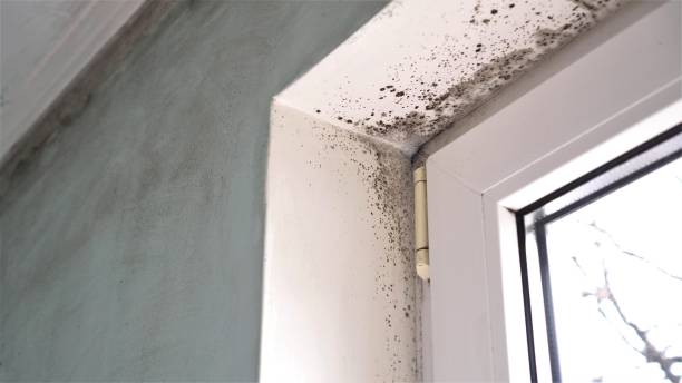 Best Mold Removal and Inspection  in Johnsburg, IL