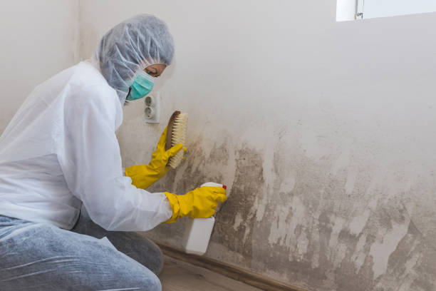 Best Crawl Space Mold Removal  in Johnsburg, IL