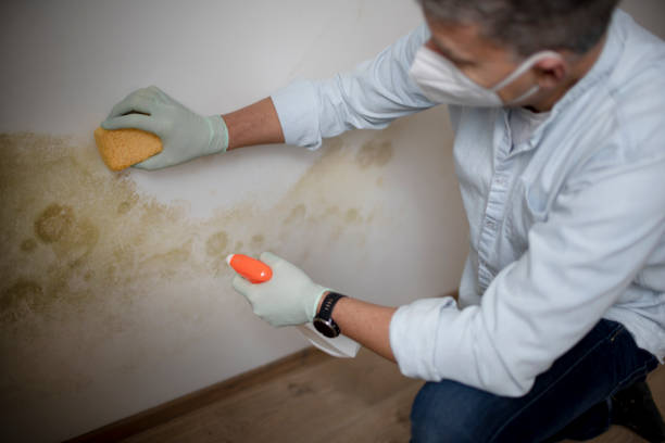 Attic Mold Removal in Johnsburg, IL