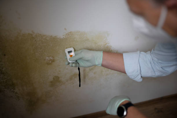 Best Mold Remediation Services  in Johnsburg, IL