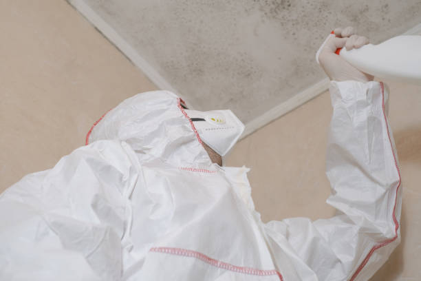 Best Mold Damage Repair  in Johnsburg, IL