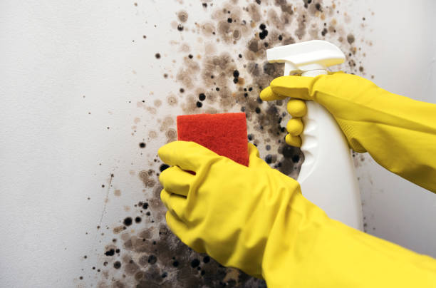 Professional Mold Removal in Johnsburg, IL