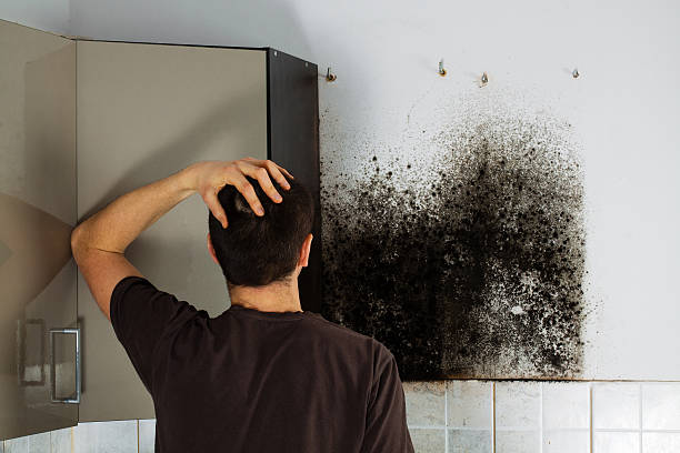 Best Attic Mold Removal  in Johnsburg, IL