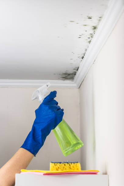 Best Emergency Mold Removal  in Johnsburg, IL