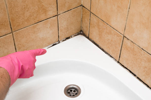 Reliable Johnsburg, IL Mold Removal Solutions